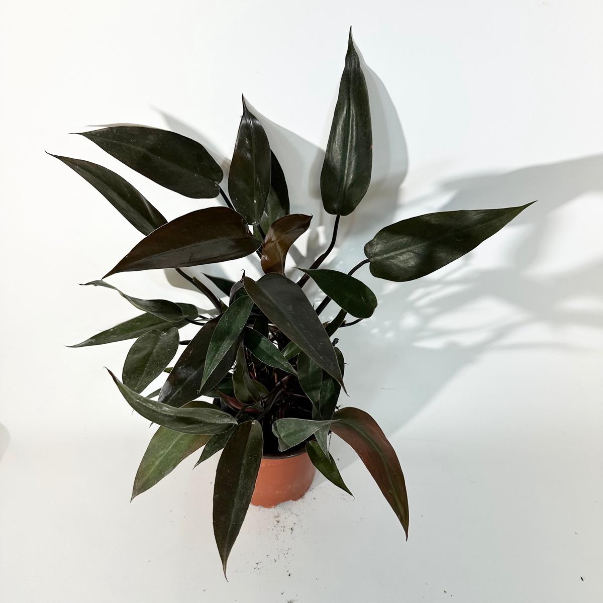 Z-5307 - Philodendron 'Dark Lord'