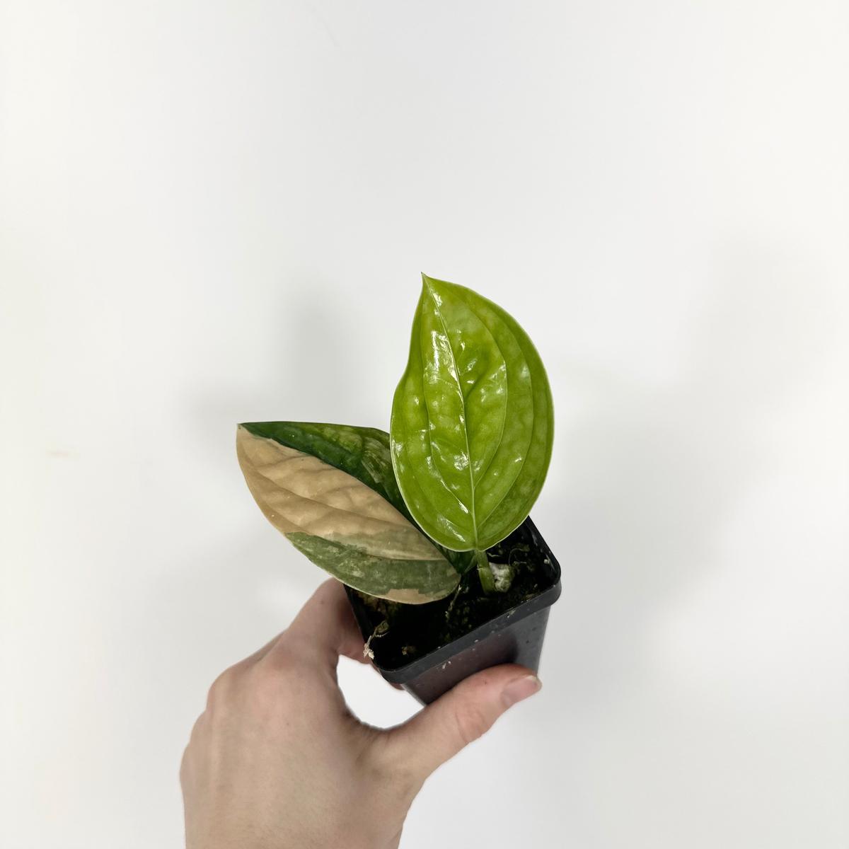 Z-5315 - Monstera sp. 'Peru' variegata