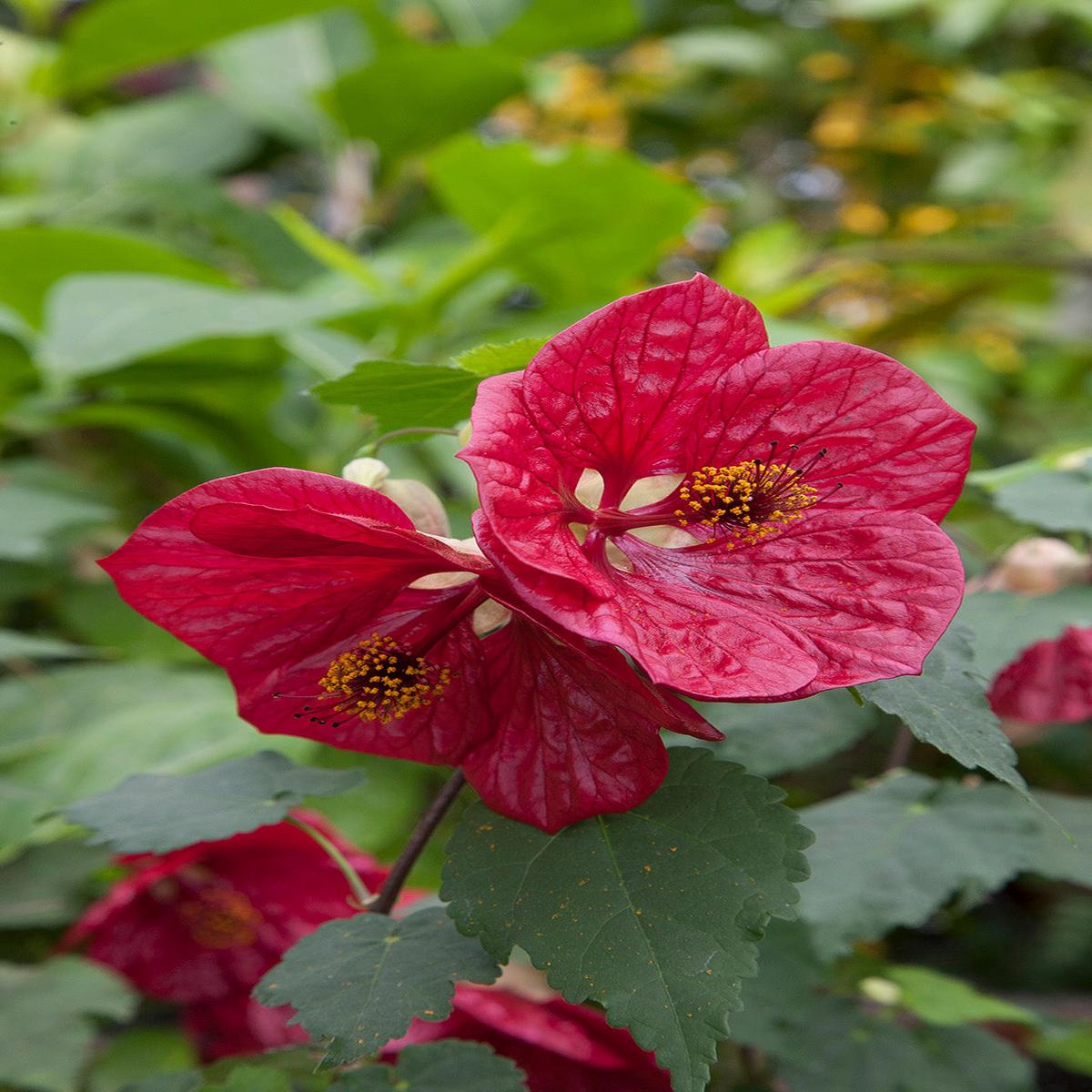 Abutilon Red Glory (Abutilon hybrid)