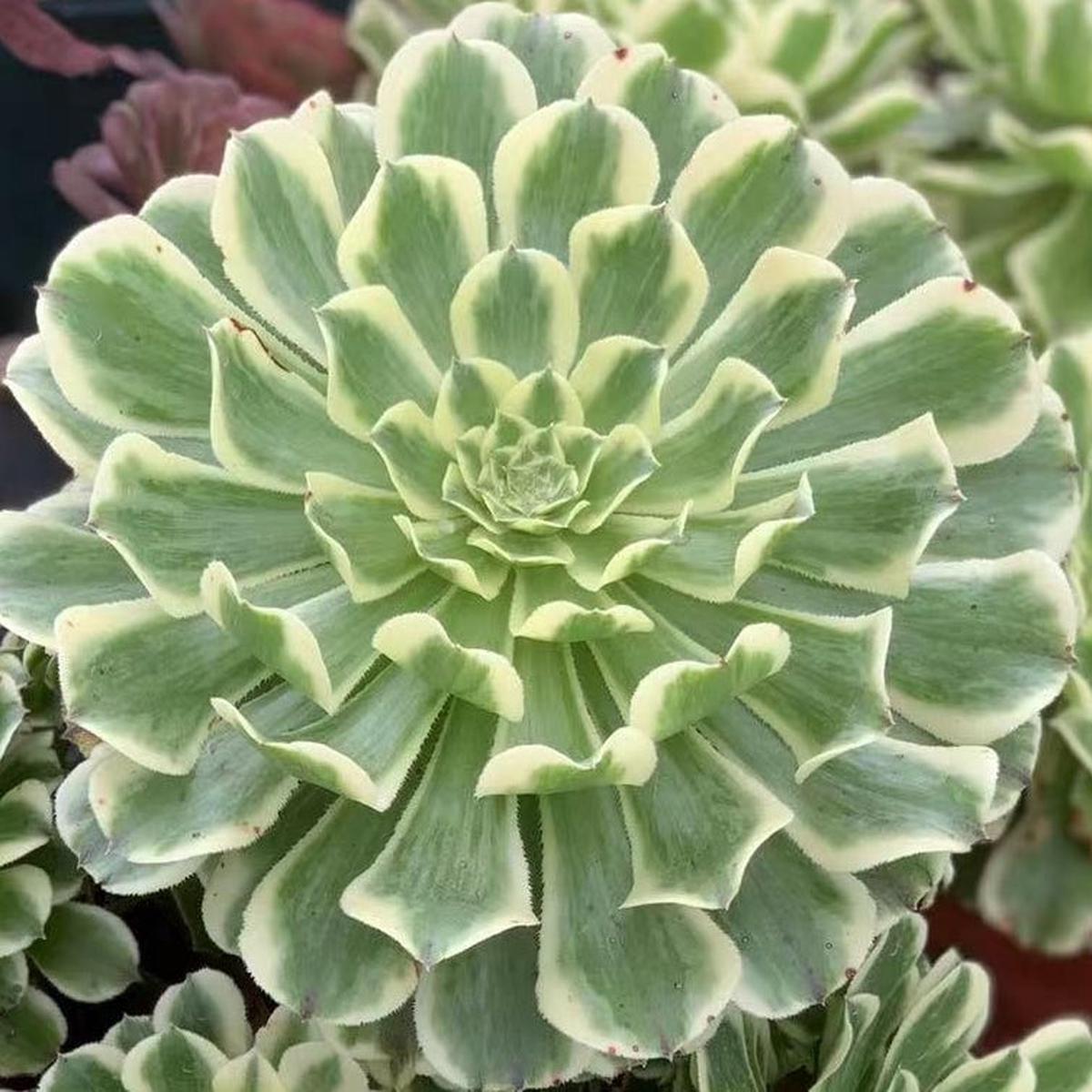 Aeonium Green WaveCutting 12cm