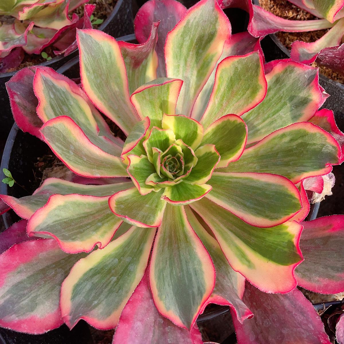 Aeonium PhantomCutting 15-20cm