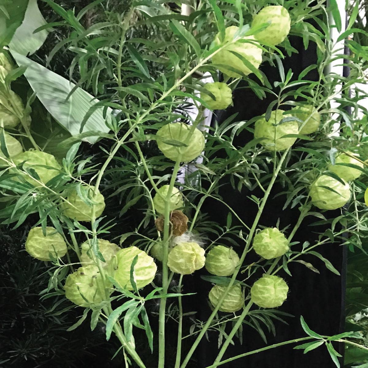 Balloon Plant (Gomphocarpus physocarpus)