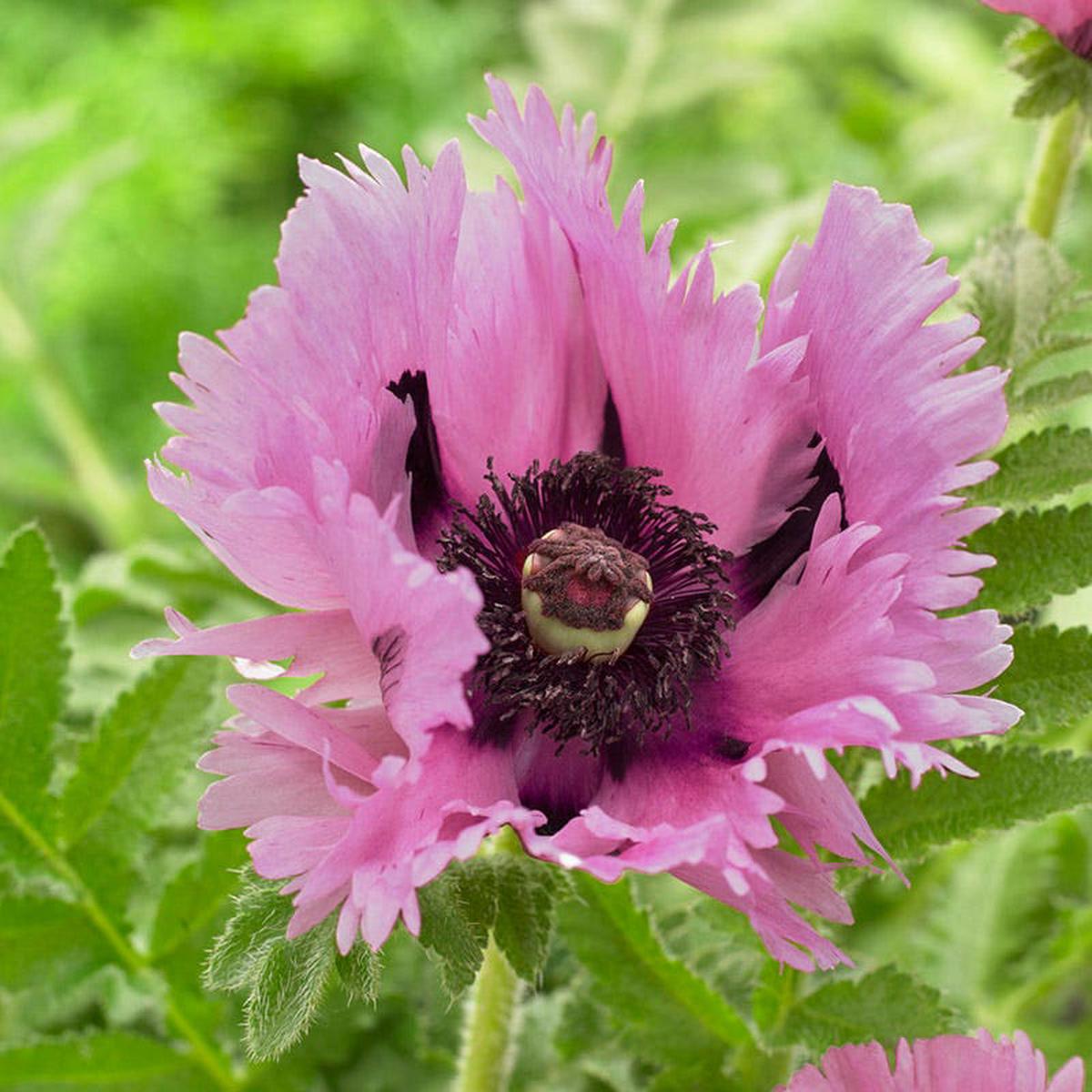 Censation Pink Perfection Oriental Poppy