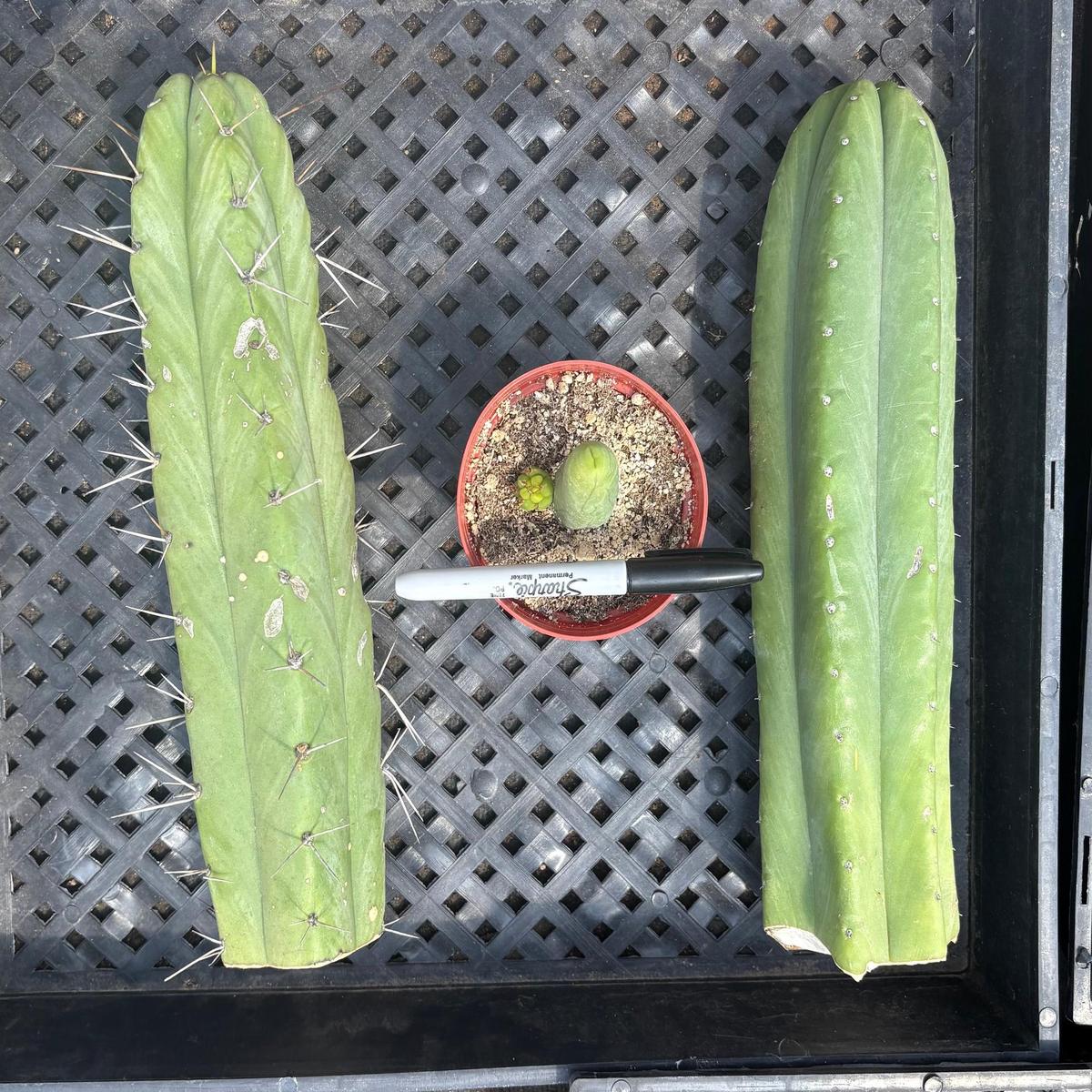 #EC390 Trichocereus Beginner Bargain Special Pachanoi, Bridgesii, seedling and a TBM Special