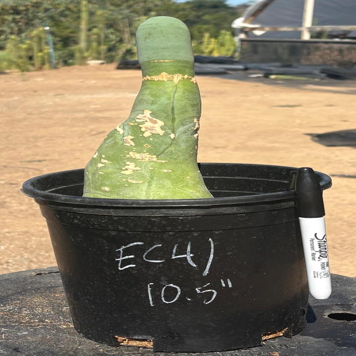 #EC41 EXACT Trichocereus Bridgesii Monstrose Penis Cactus Long Form 10.5