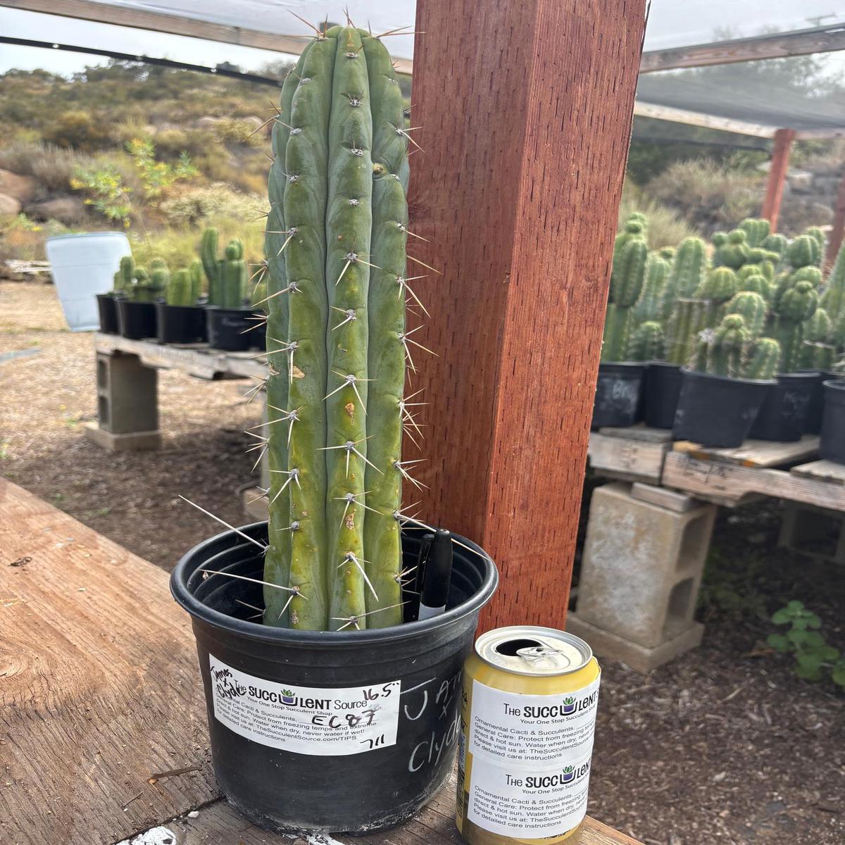 #EC87 EXACT Trichocereus  Pachanoi Vilcabamba C X Pach Crown 18