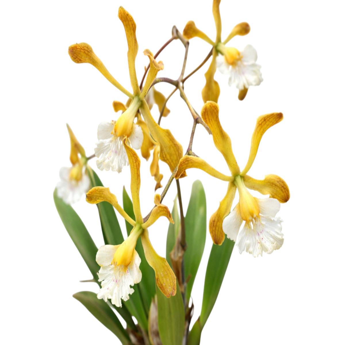 Encyclia papillosa