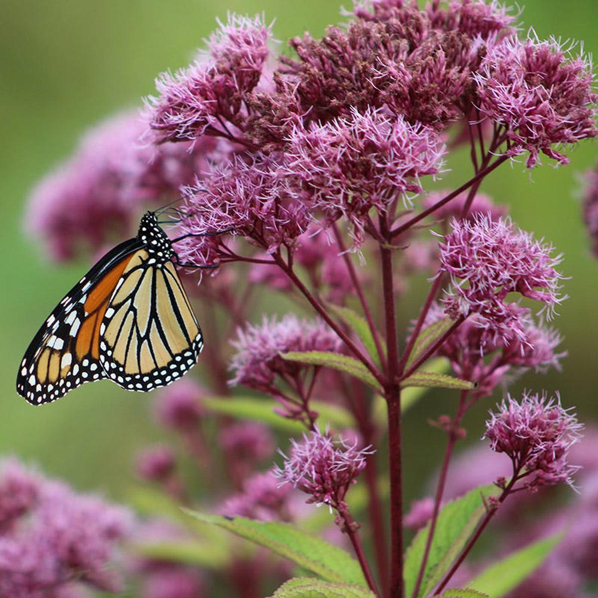 Euphoria Ruby Joe Pye Weed