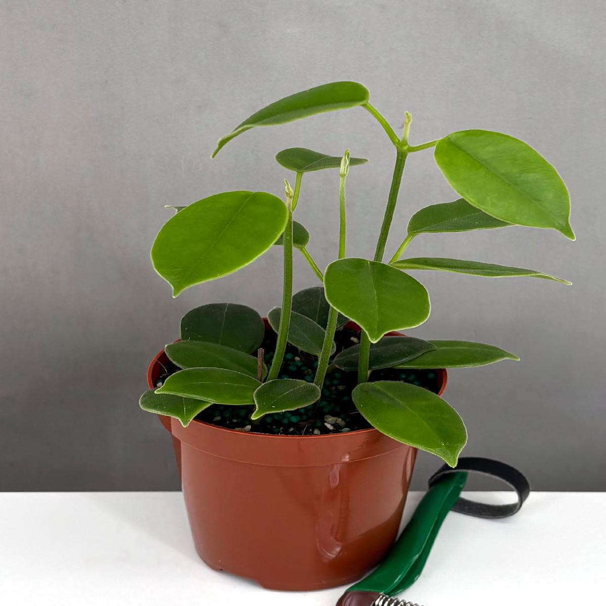 Hoya cv Monette