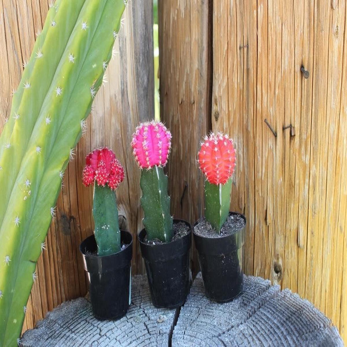 Neon Moon Glow Cactus by Justus