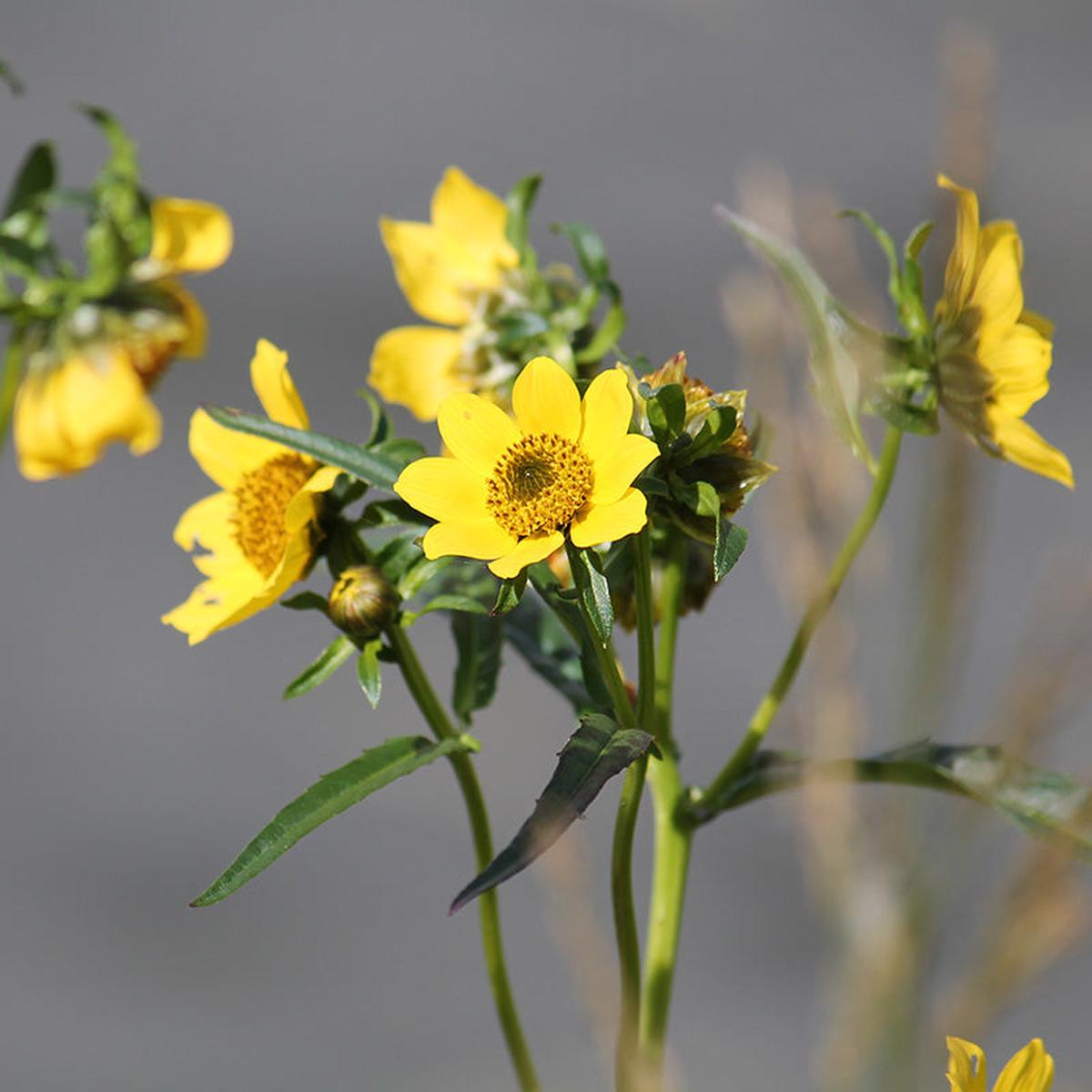 Nodding Bur Marigold Seeds