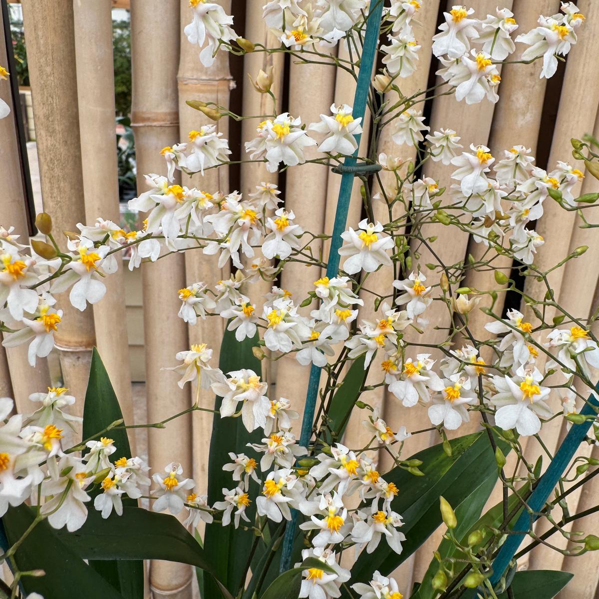 Onc. Tsiku Marguerite (4" Pot) -Multiple Spikes