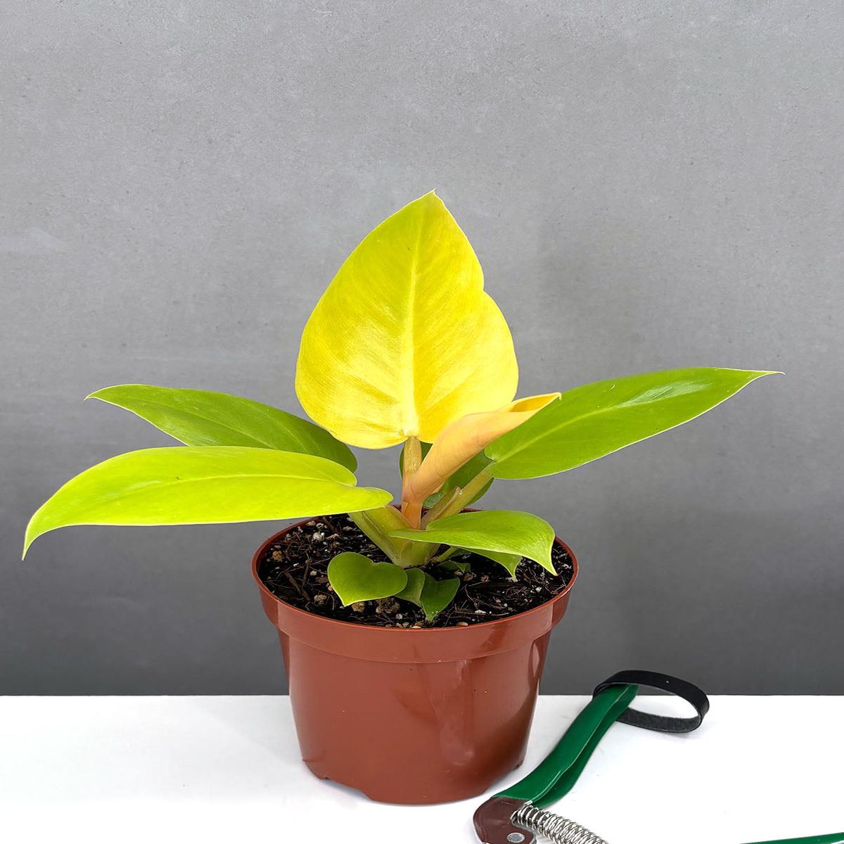 Philodendron Golden Melinonii