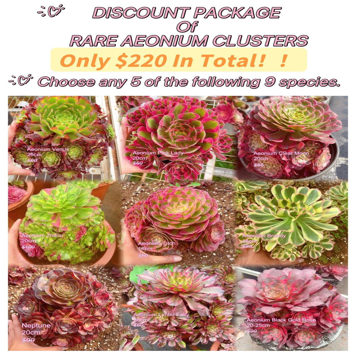 Rare Aeonium Clusters Choose 5 out of 9, After placing your order, Please contact us to let us know your choices after ordering.