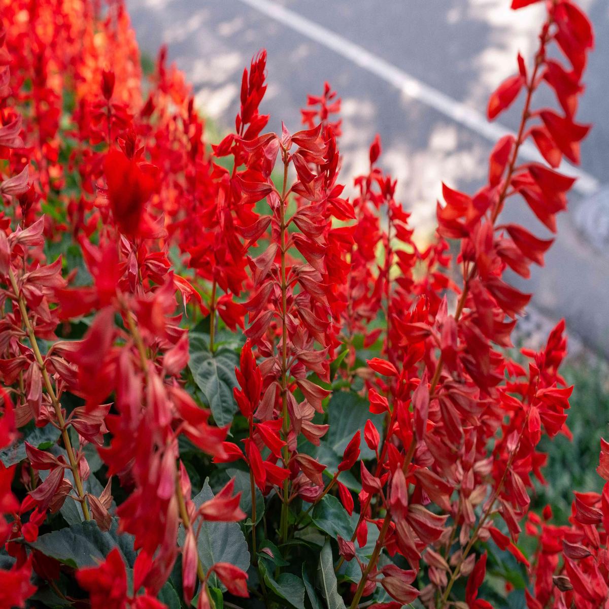 Scarlet Sage Wildflower Seed