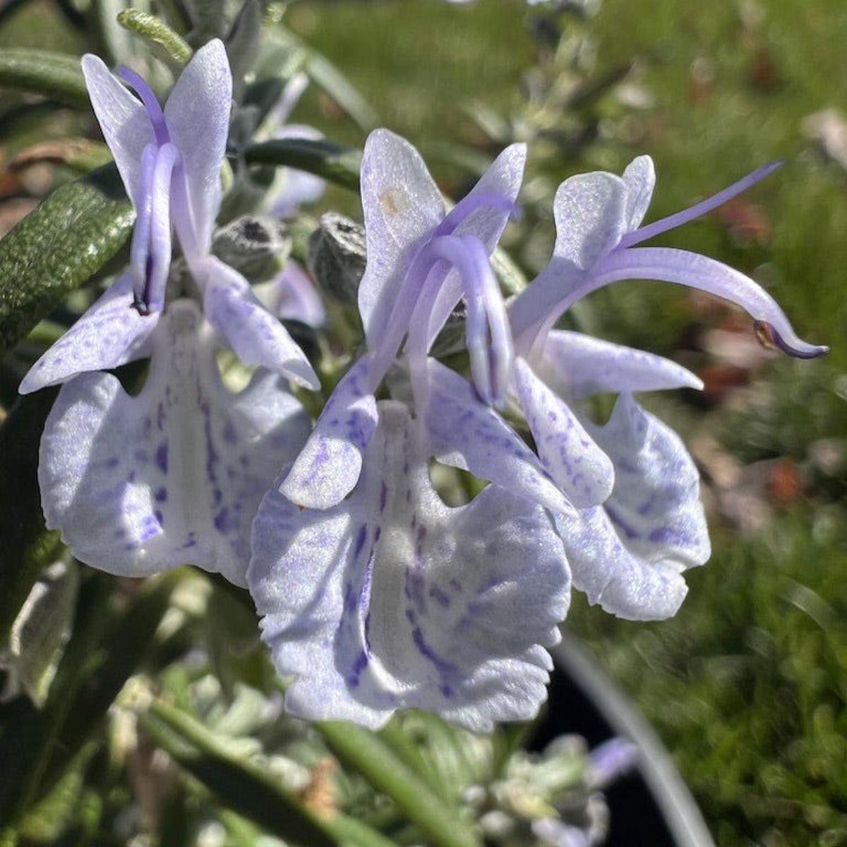 Super Arp Rosemary