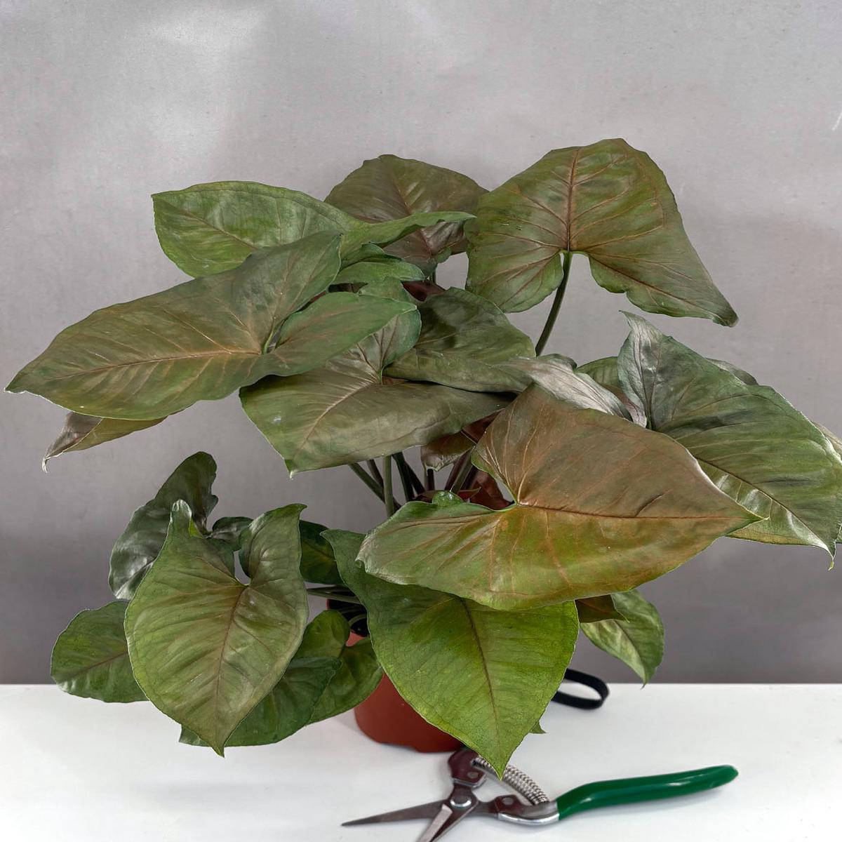 Syngonium Merry Maria