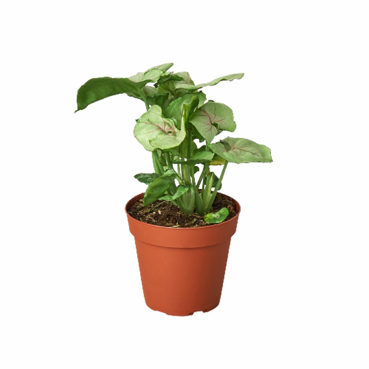Syngonium Roxanna