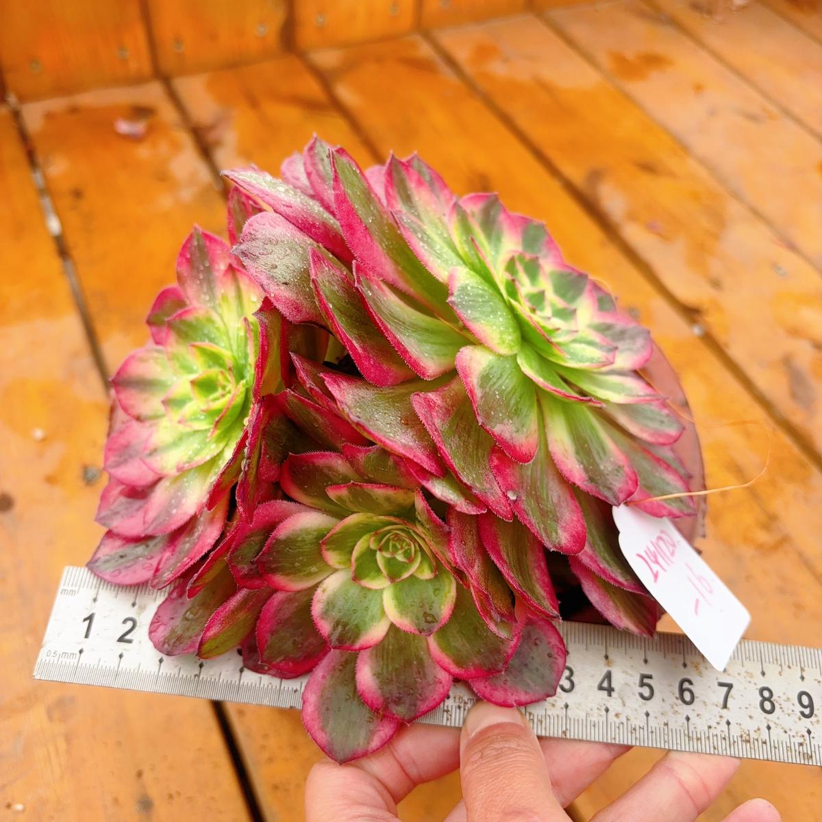 UniqueNo.241102-16.Aeonium YunheCluster.Sizes Shown in Photos.