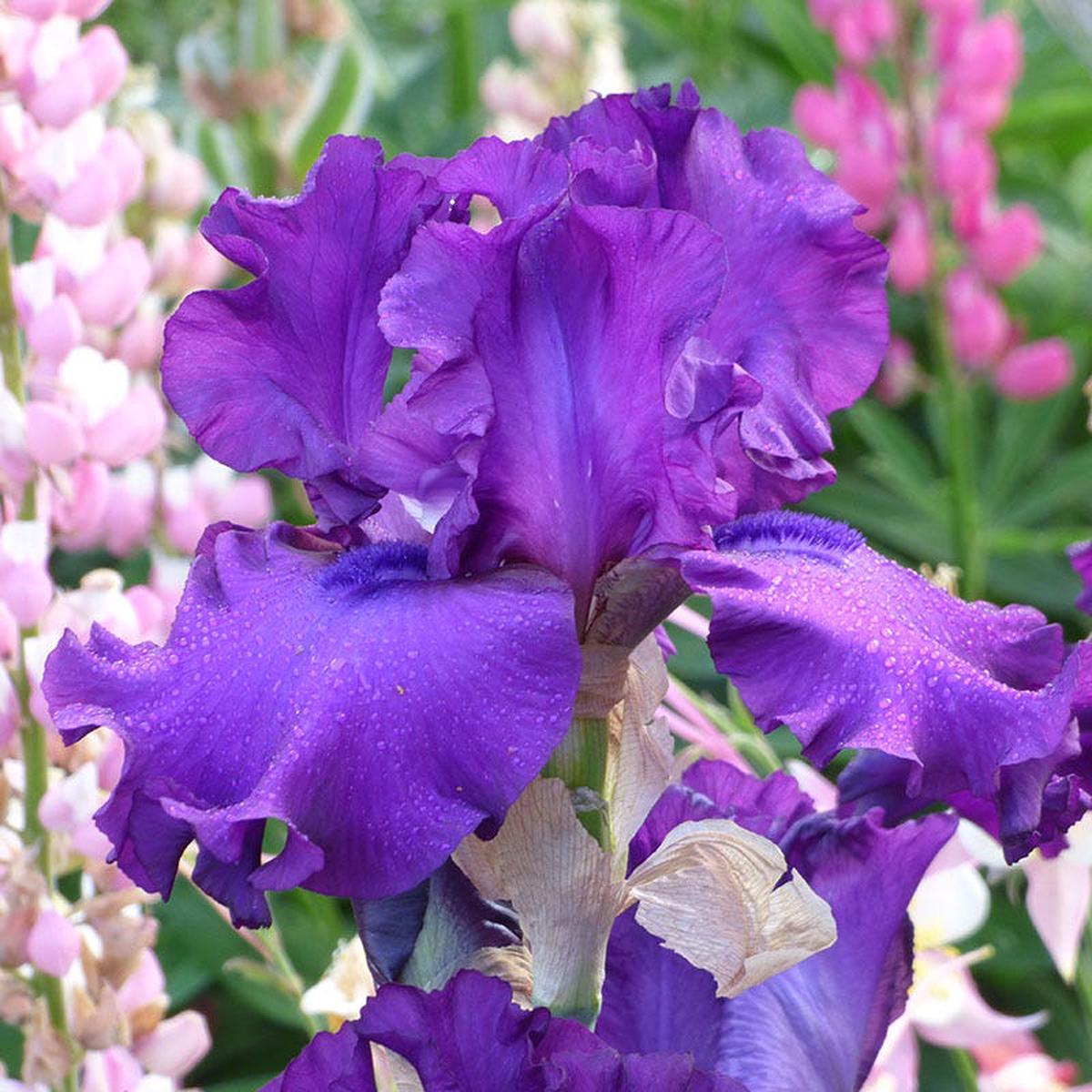 Vicar Bearded Iris