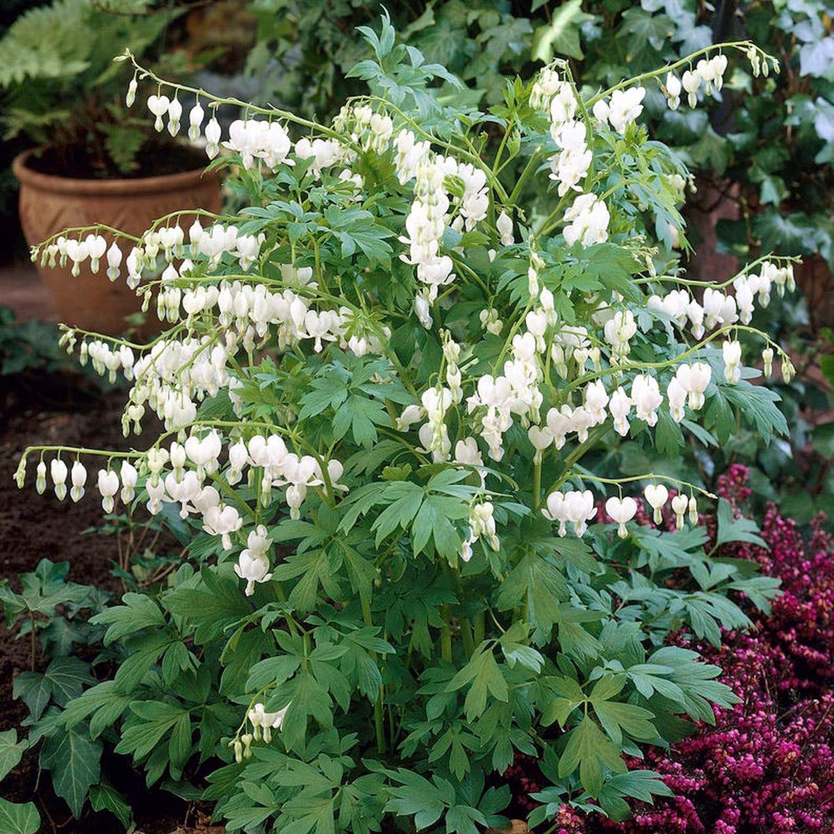 White Bleeding Heart