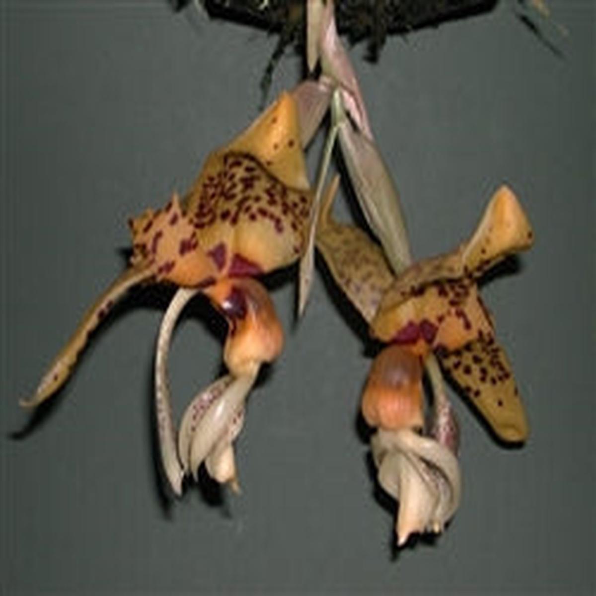 122- Stanhopea Bird of Prey , hybrid seedlings 4