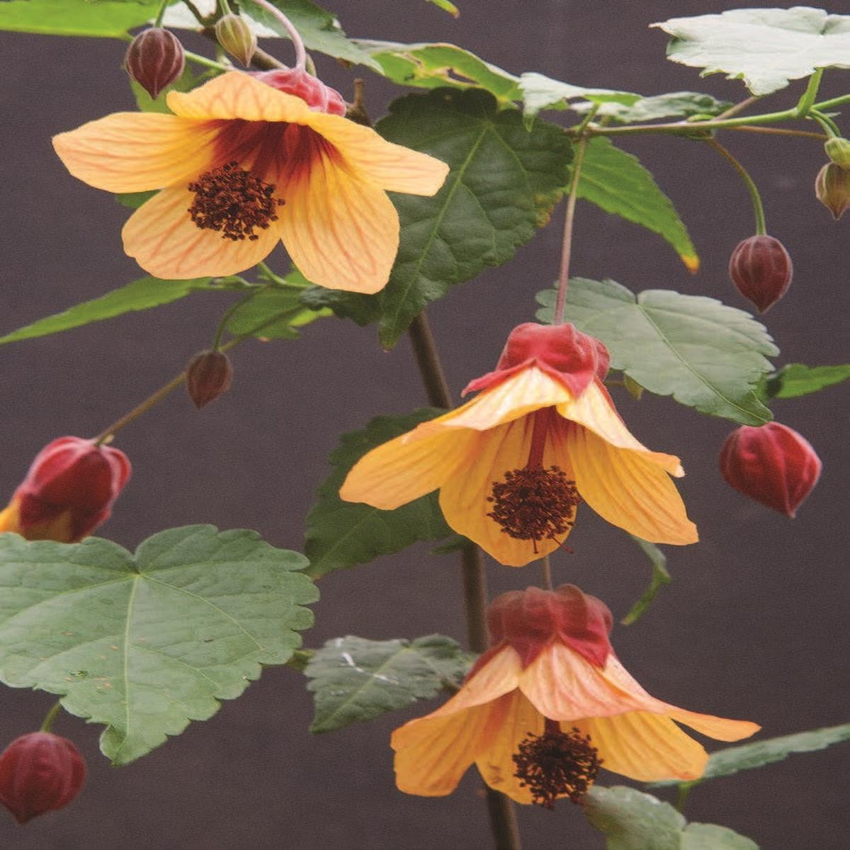 Abutilon Star Sprite (Abutilon hybrid)
