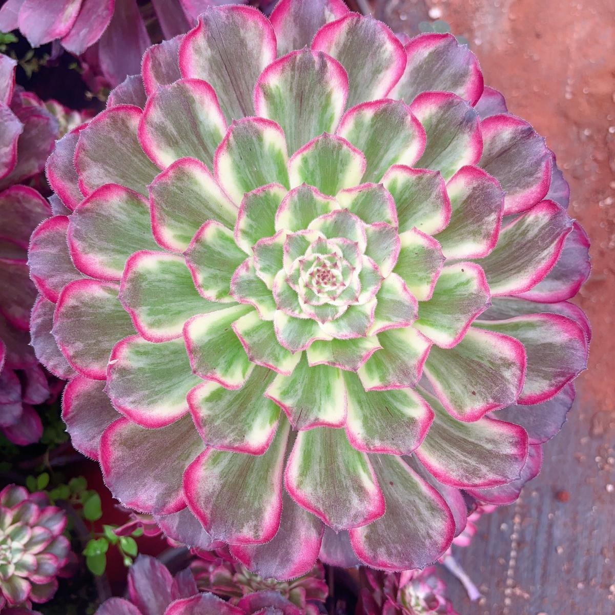 Aeonium AquarelleCuttingAbout 10cm