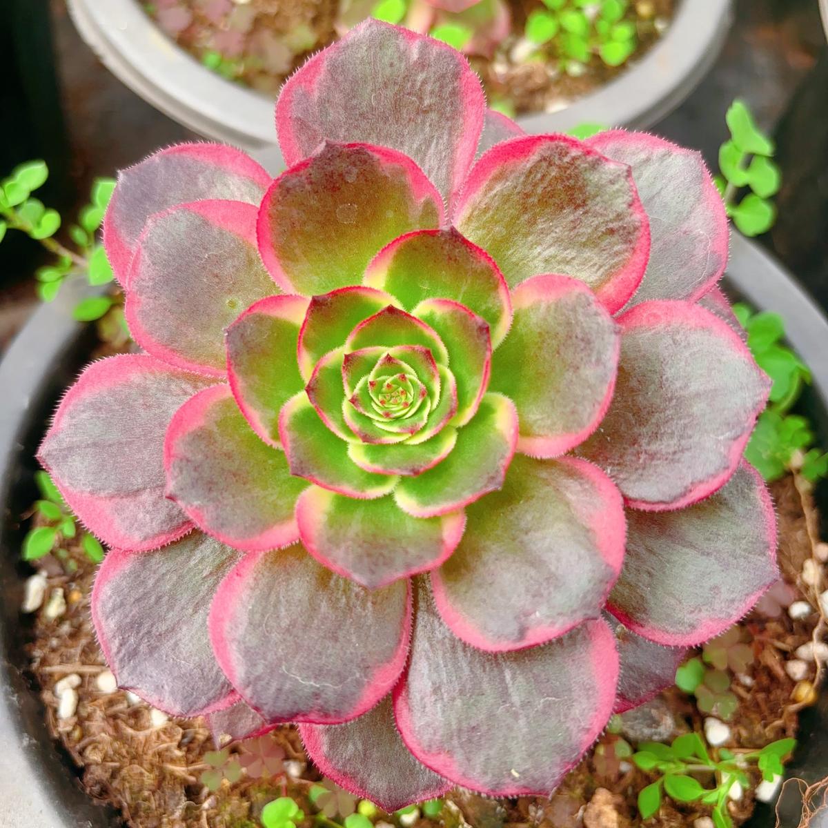 Aeonium Evening BanquetCutting10cm