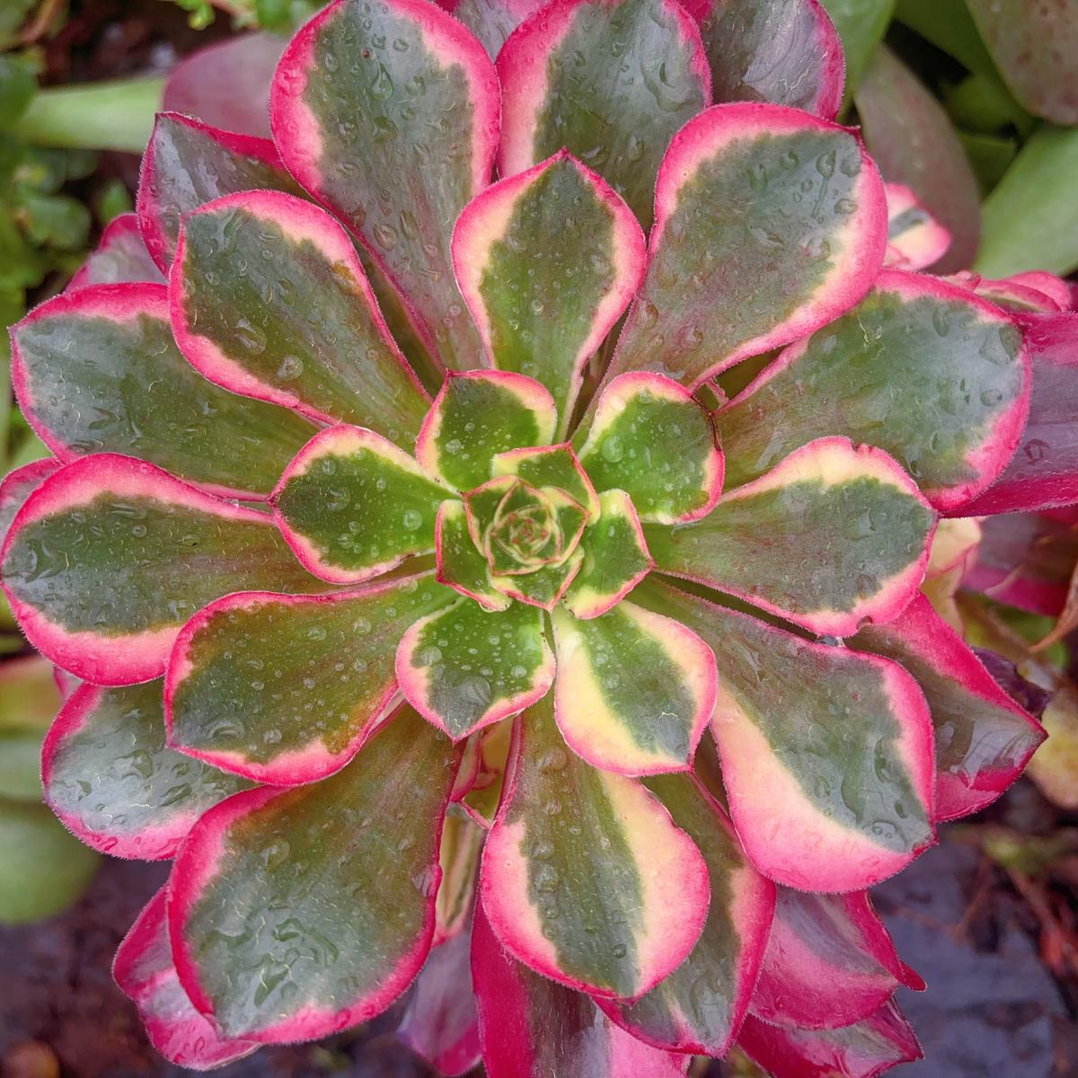 Aeonium Fragrant JadeCuttingAbout 15cm