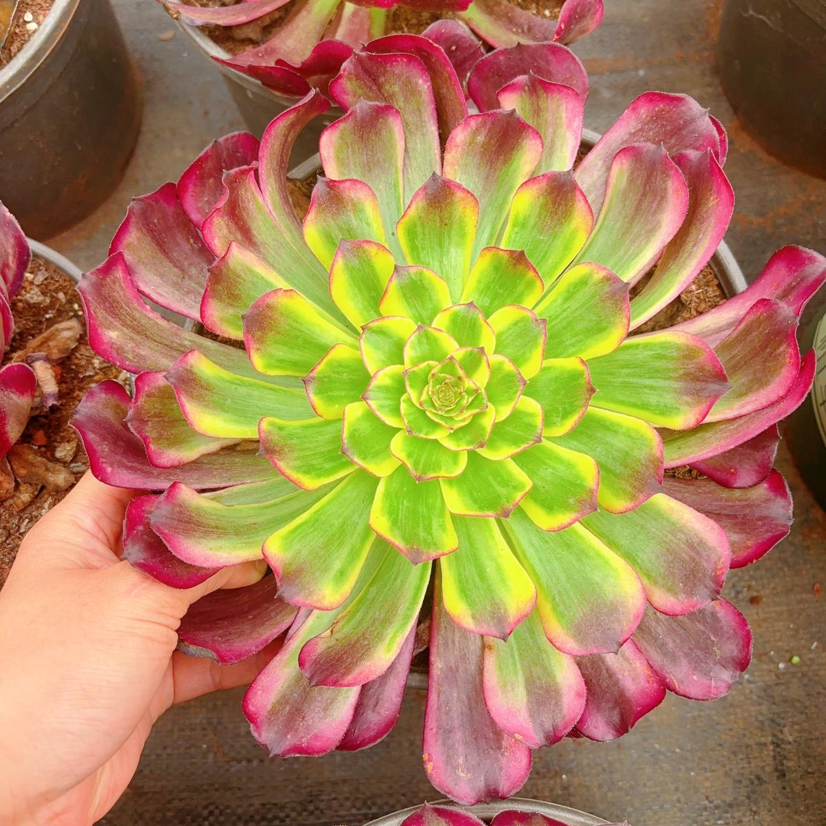 Aeonium Miss CloudySingle Head 13cm