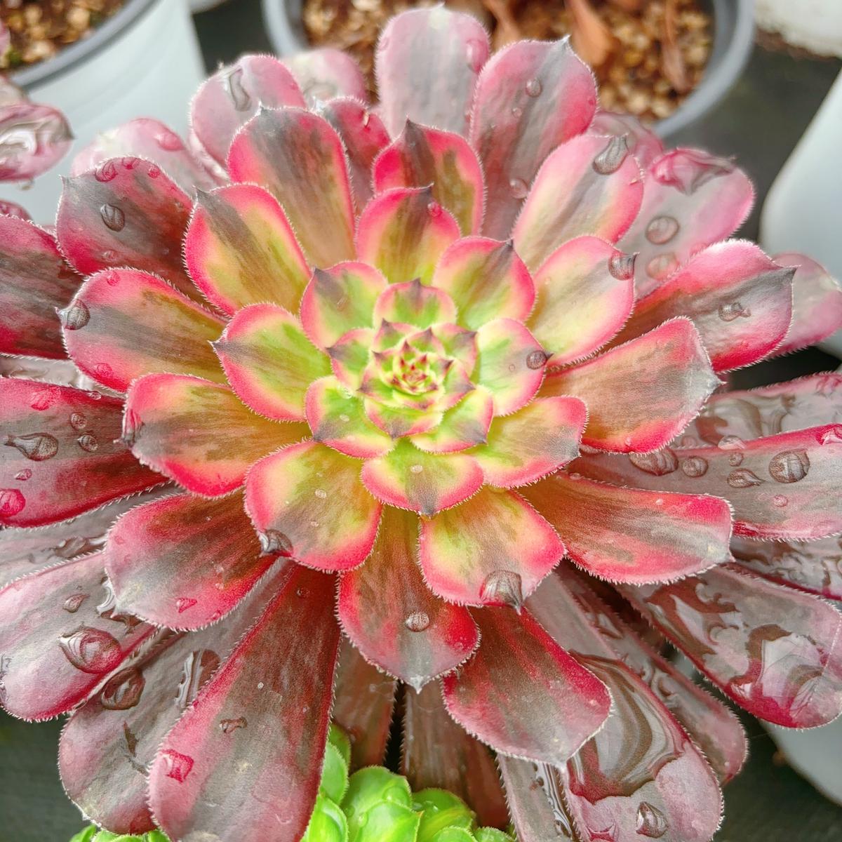 Aeonium Pure Moonlight the PinkSingle head 13cm