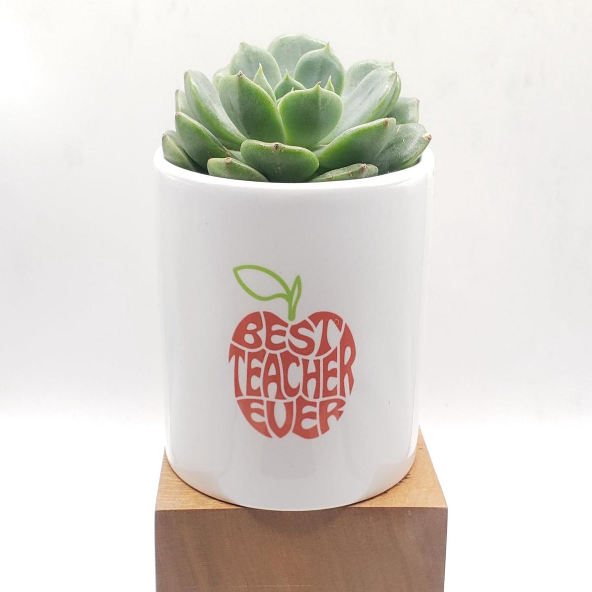 Best Teacher Ever Succulent Gift