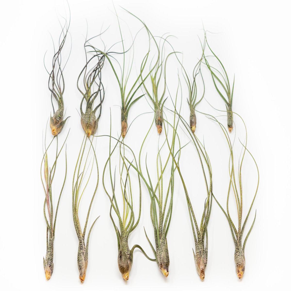 BLOOM SALE - Large Tillandsia Butzii Air Plants - Set of 10 or 20 Air Plants - 40% Off