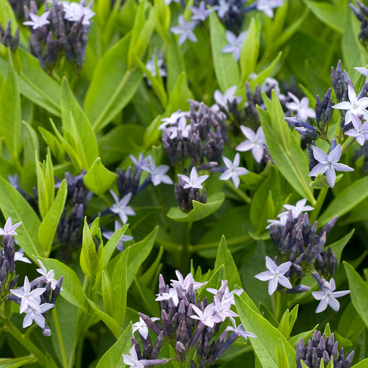 Blue Ice Amsonia
