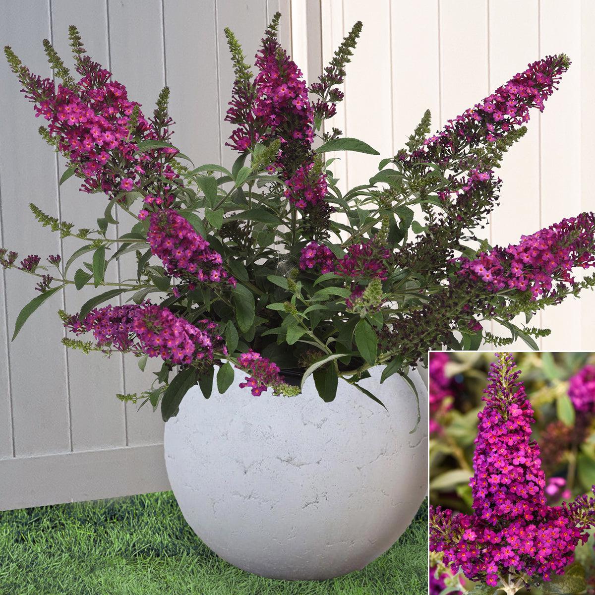 Buddleia Chrysalis Cranberry PP (Buddleia hybrid)