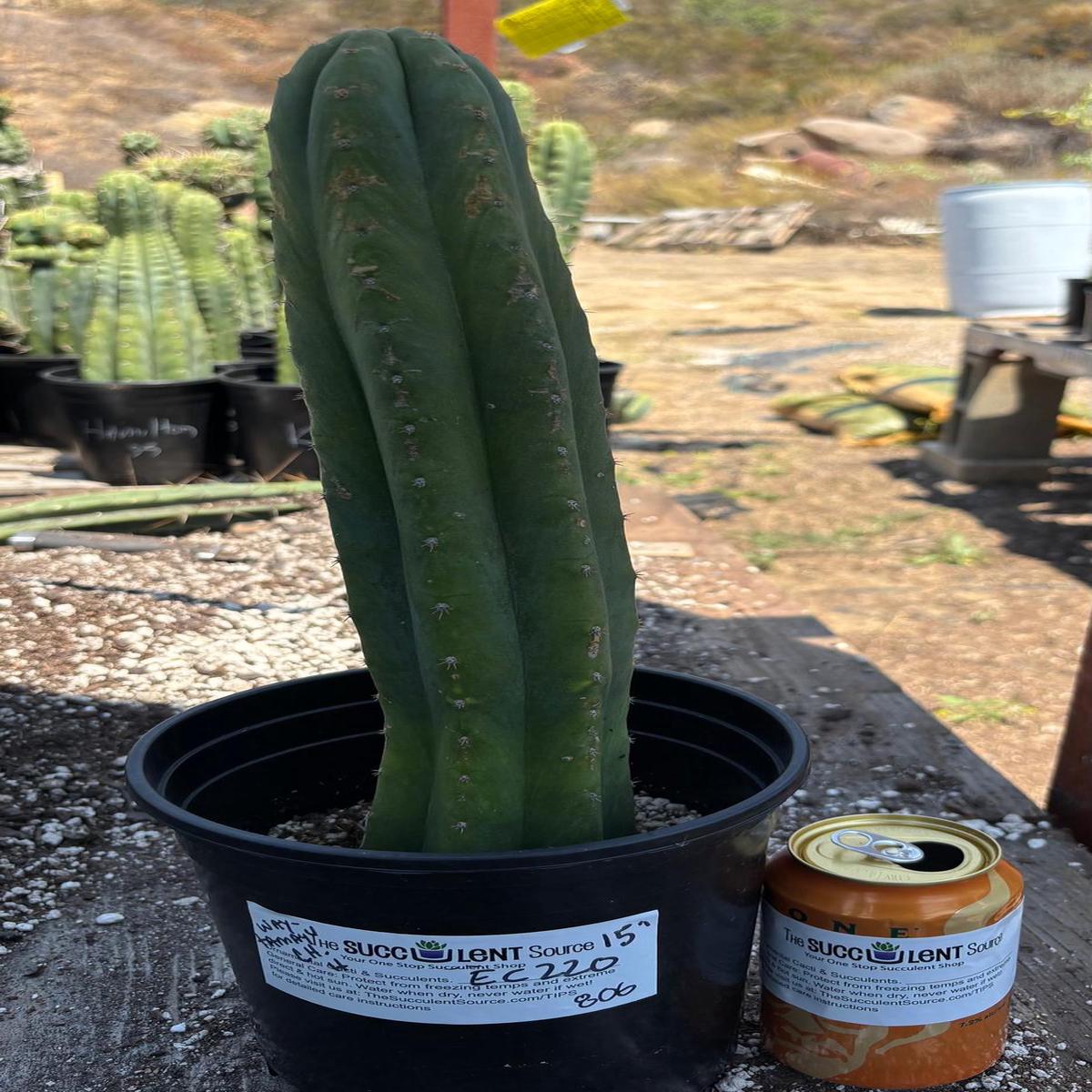 #EC220 EXACT Trichocereus Pachanoi Waytamayu OP Chavin Cactus 15