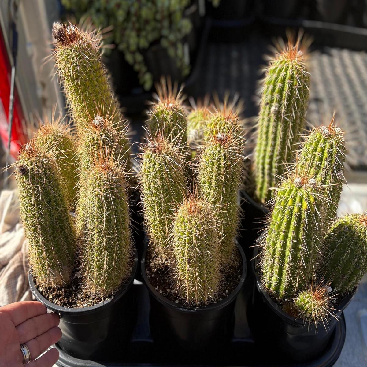 #EC400 EXACT Trichocereus Tricholobivia Crimsonie Cactus Potted 1 gallon