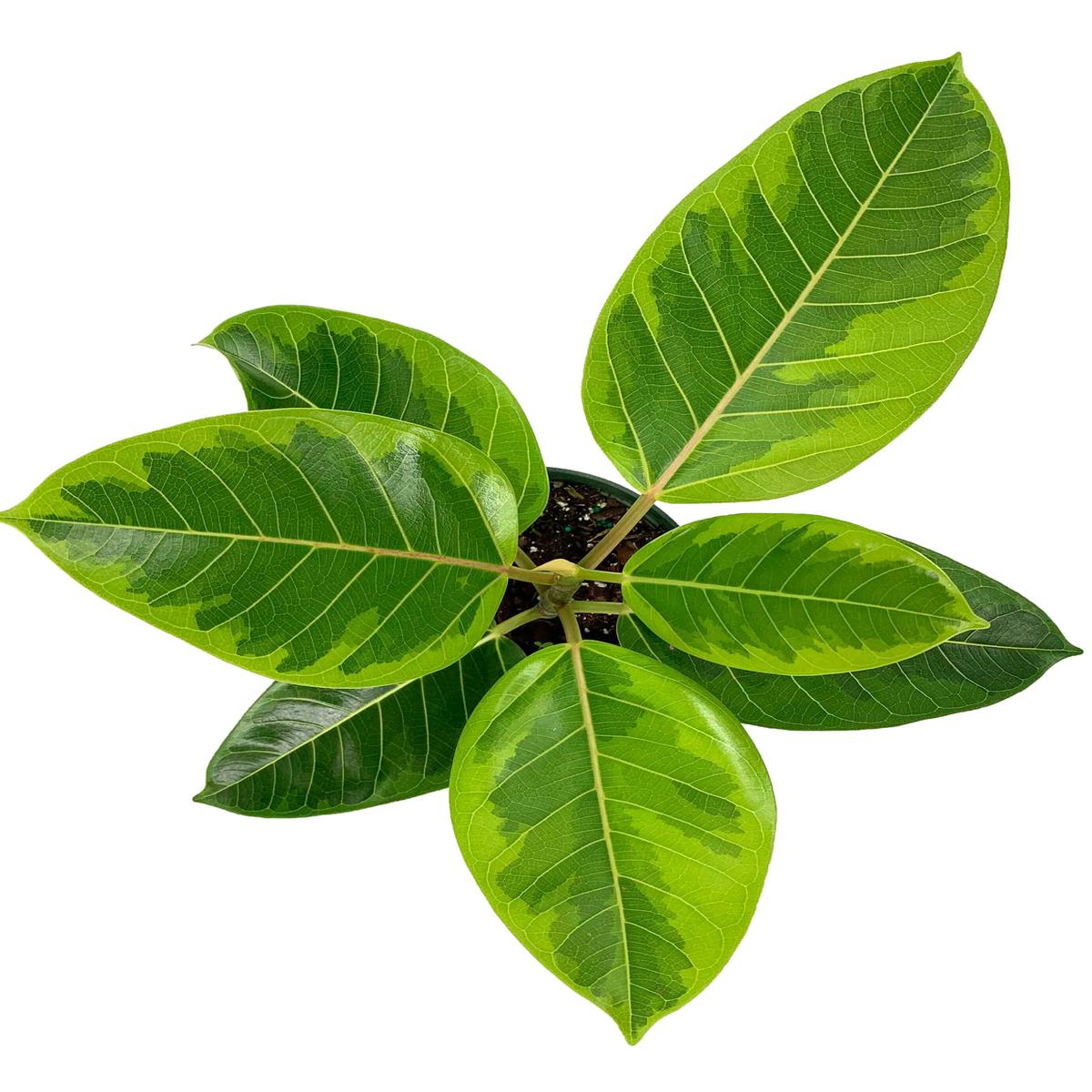 Ficus Altissima