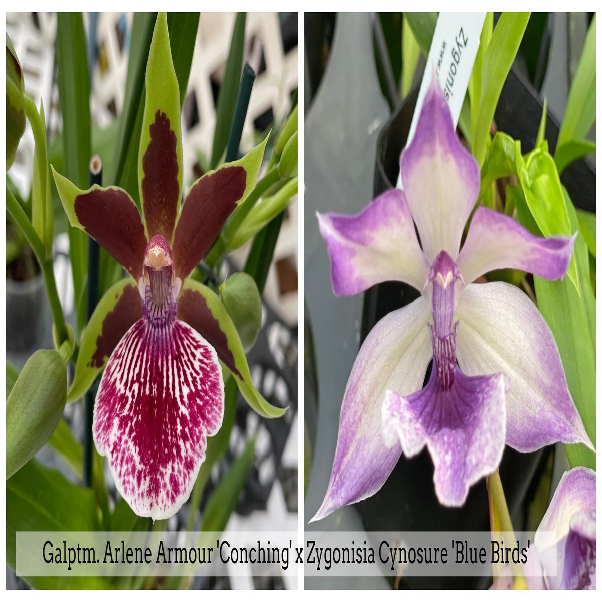 Galptm. Arlene Armour 'Conching' x Zygonisia Cynosure 'Blue Bird' (4" Pot) - Buds