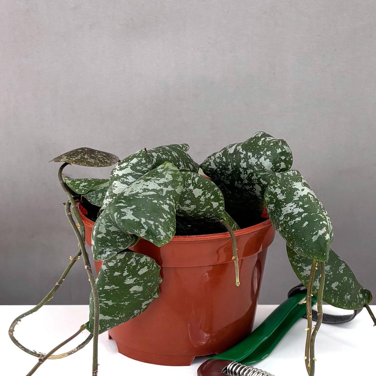 Hoya Imbricata