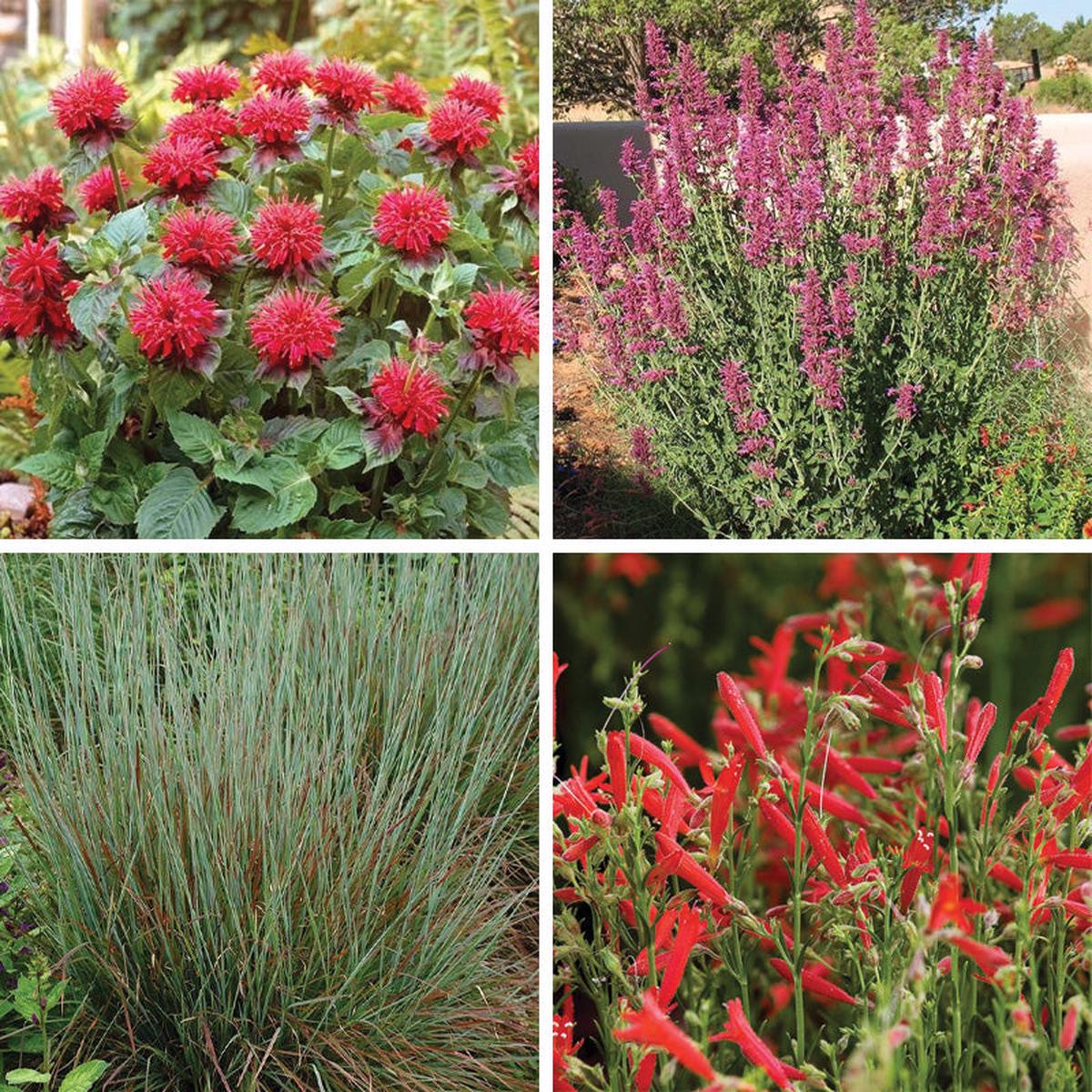 Hummingbird Container Garden