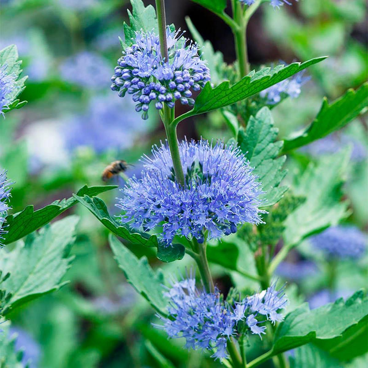 Longwood Blue Bluebeard