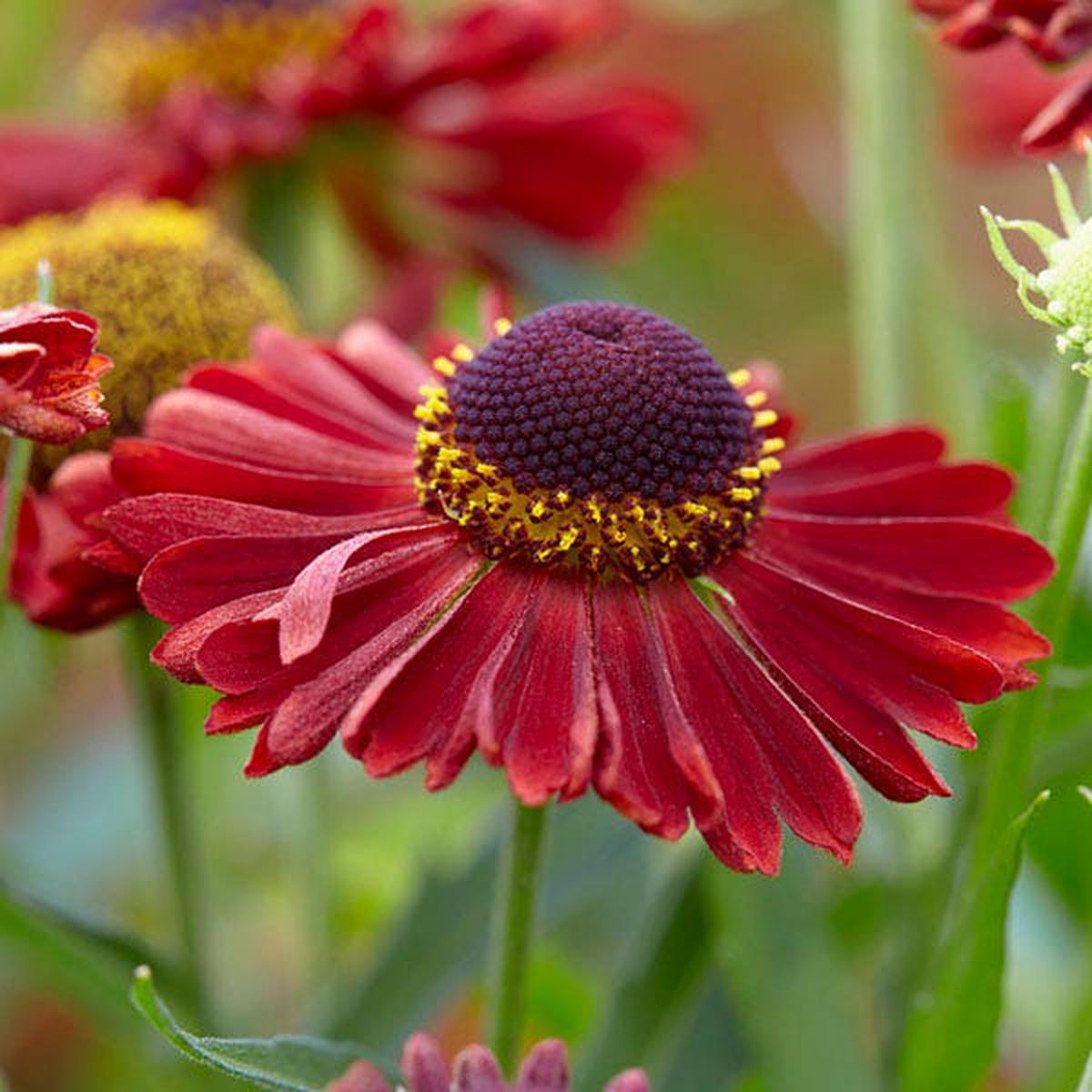 Mariachi Siesta Helenium