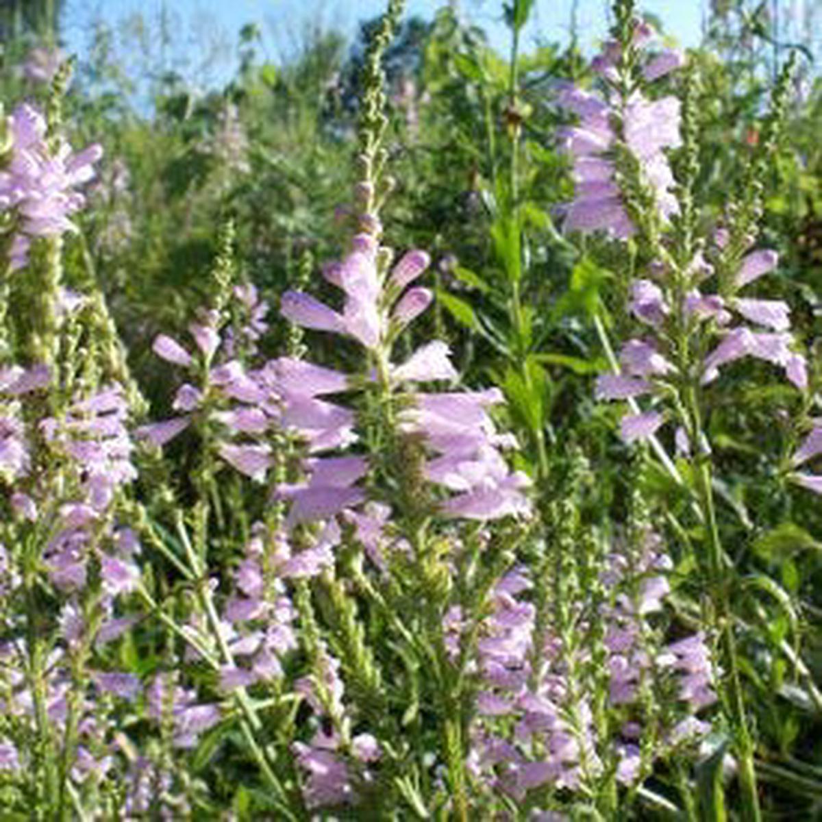 Obedient Plant Seeds