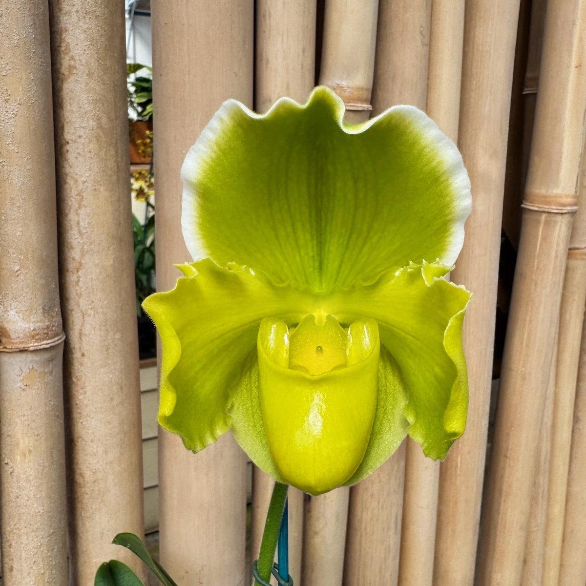Paph. Hsinying Gold x Paph. Magic Mood (5.5" Pot) - Bud