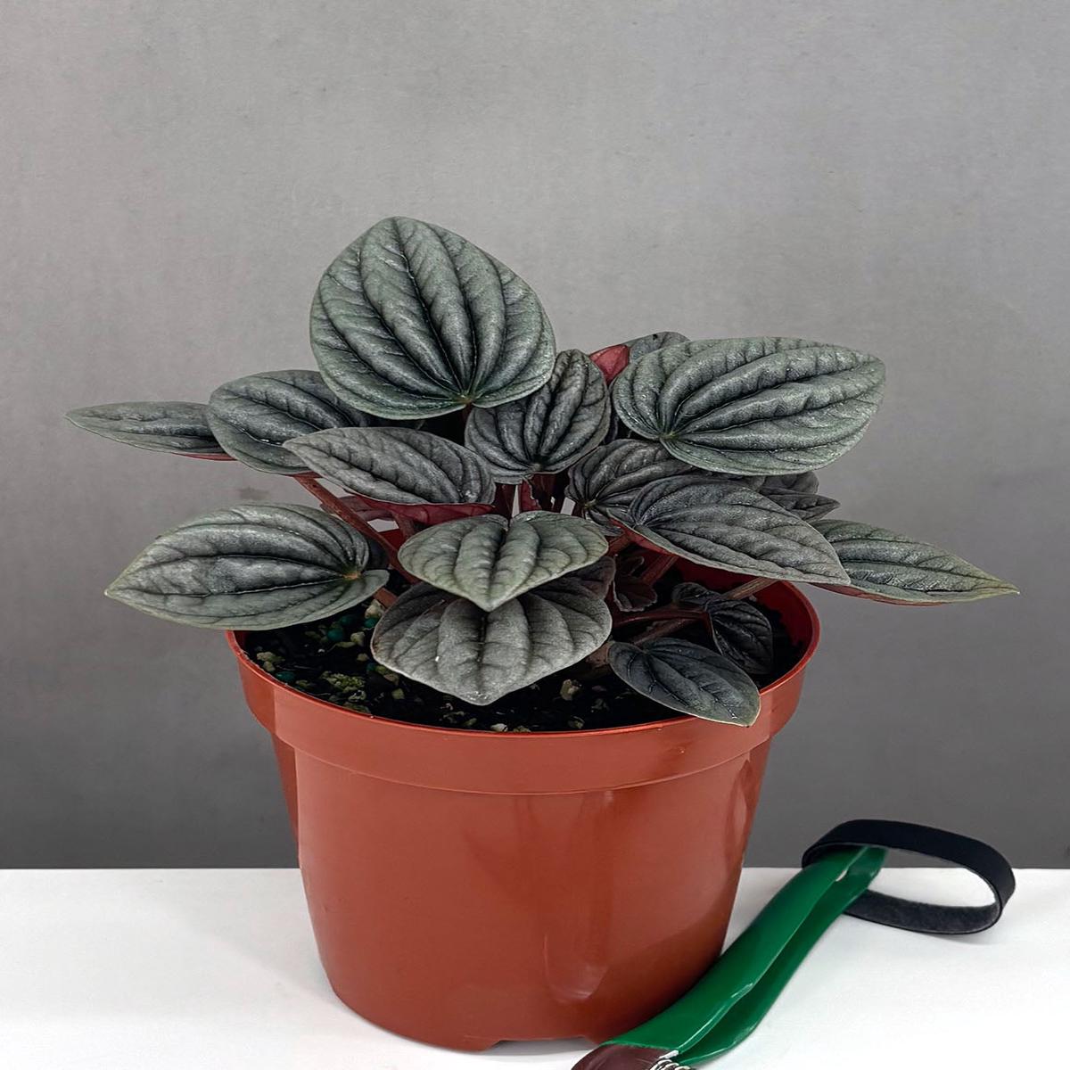 Peperomia Caperata Mendoza