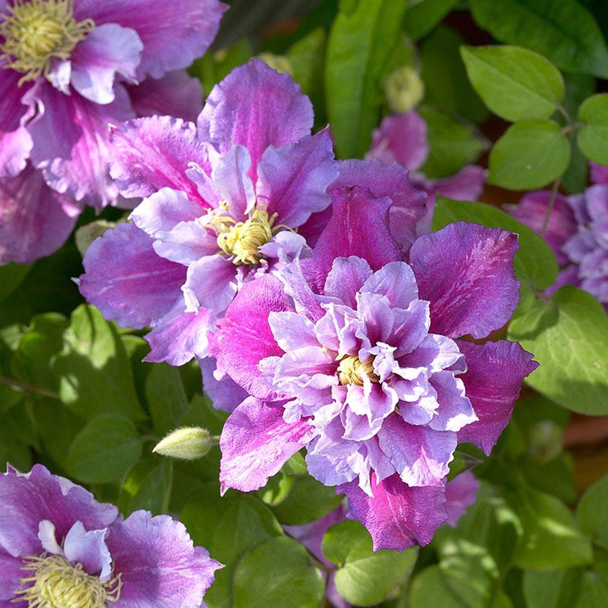 Piilu Clematis Vine