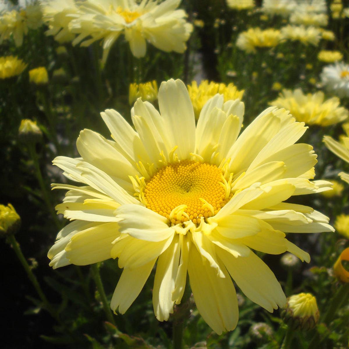Realflor Real Dream Shasta Daisy