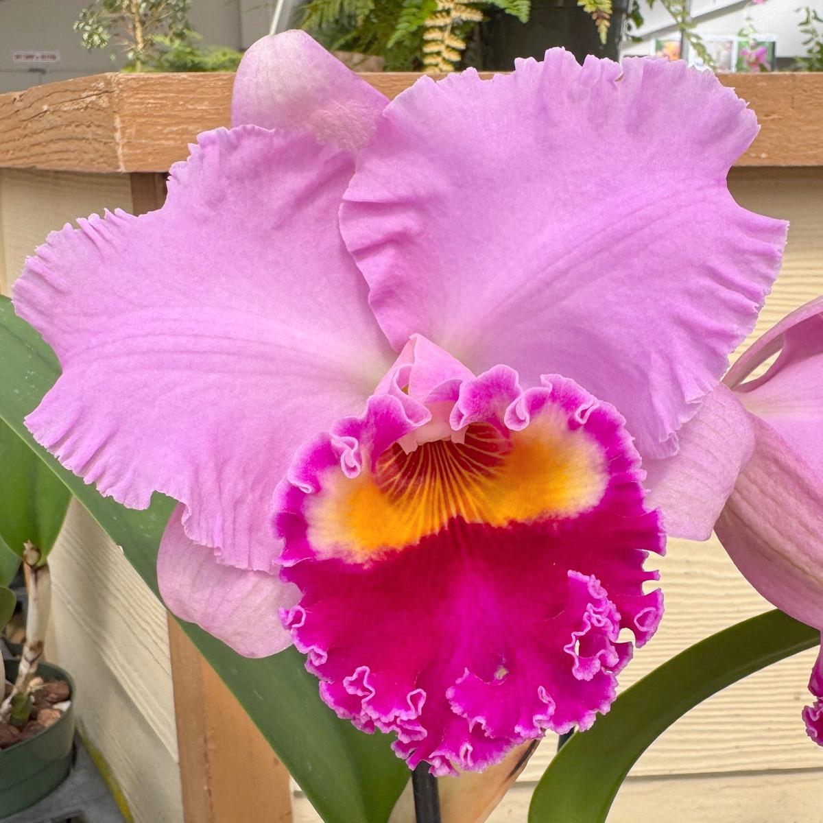 Rlc. Joy Sokabe 'Shining' (5.5" Pot) - Buds